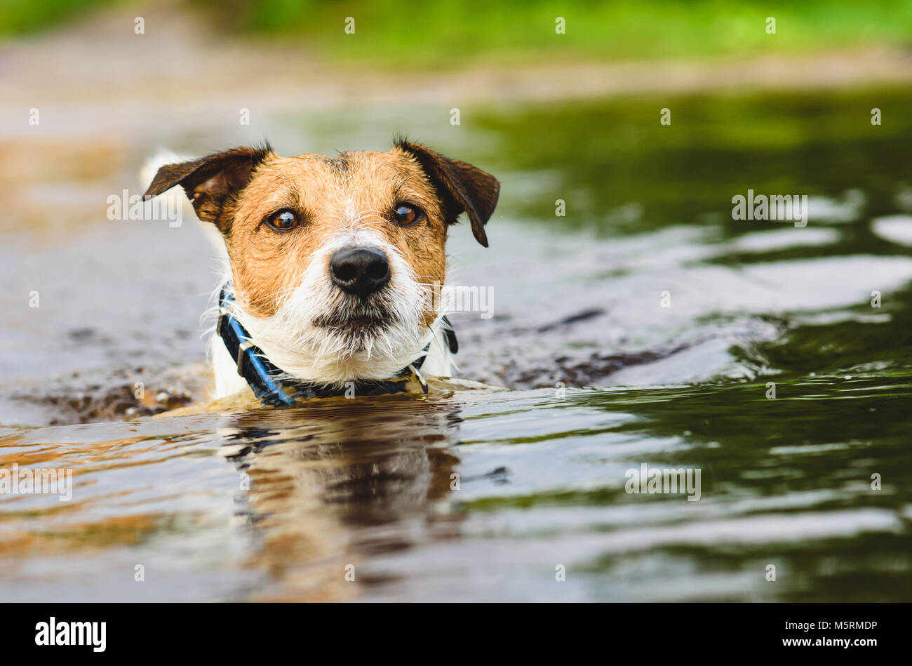 Dog holding head above water swimming in river Stock Photo - Alamy
