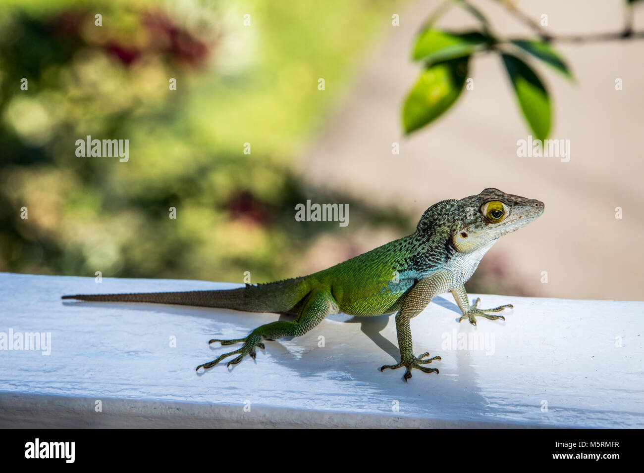 Gekko on the railing at a bungalo in Antigua Stock Photo