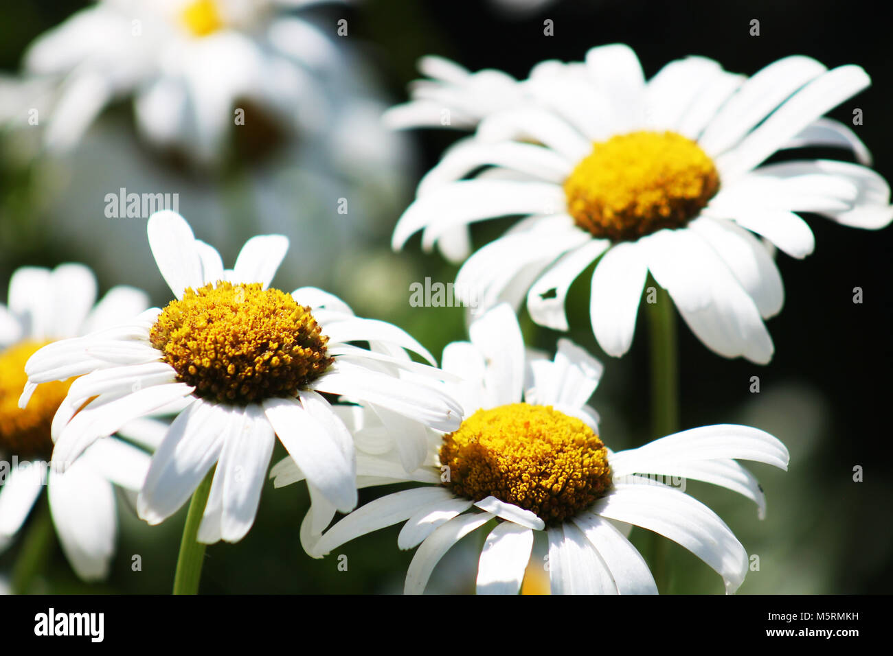 Daisies blooming in Summer Stock Photo Alamy
