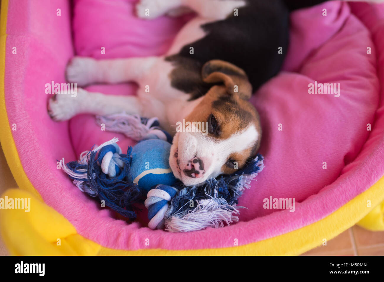 puppy beagle sleep in the bed Stock Photo