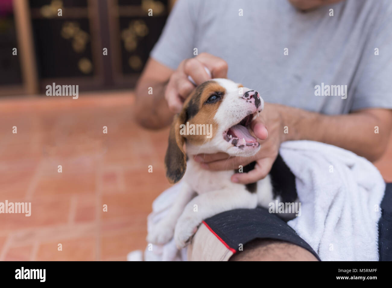 man holding puppy beagle Stock Photo