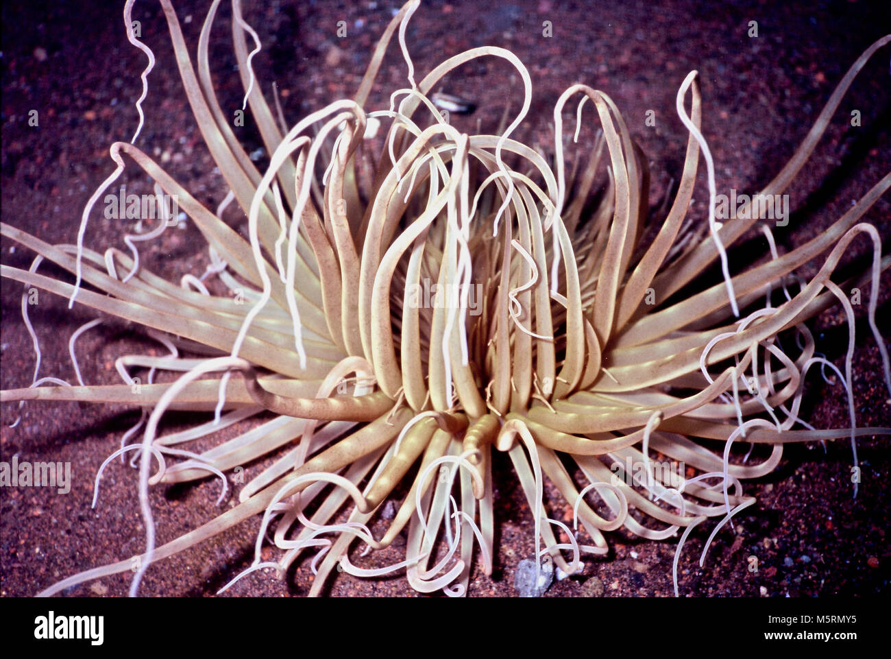 Macrodactyla doreensis (diameter 30 cms.) has a smaller number of tentacles than most sea anemones. The common names are long tentacle anemone and corkscrew anemone. Each tentacle is similar in size, shape and colour. They tend to taper towards the end and some have a twisted appearance (hence 'corkscrew'). In this instance, the animal is light brown - other individuals display different colours, including pink and blue. It lives on sandy substrates, where it catches zooplankton in the current, which it transfers to the central mouth. If alarmed, it buries itself in the sand. Bali, Indonesia. Stock Photo