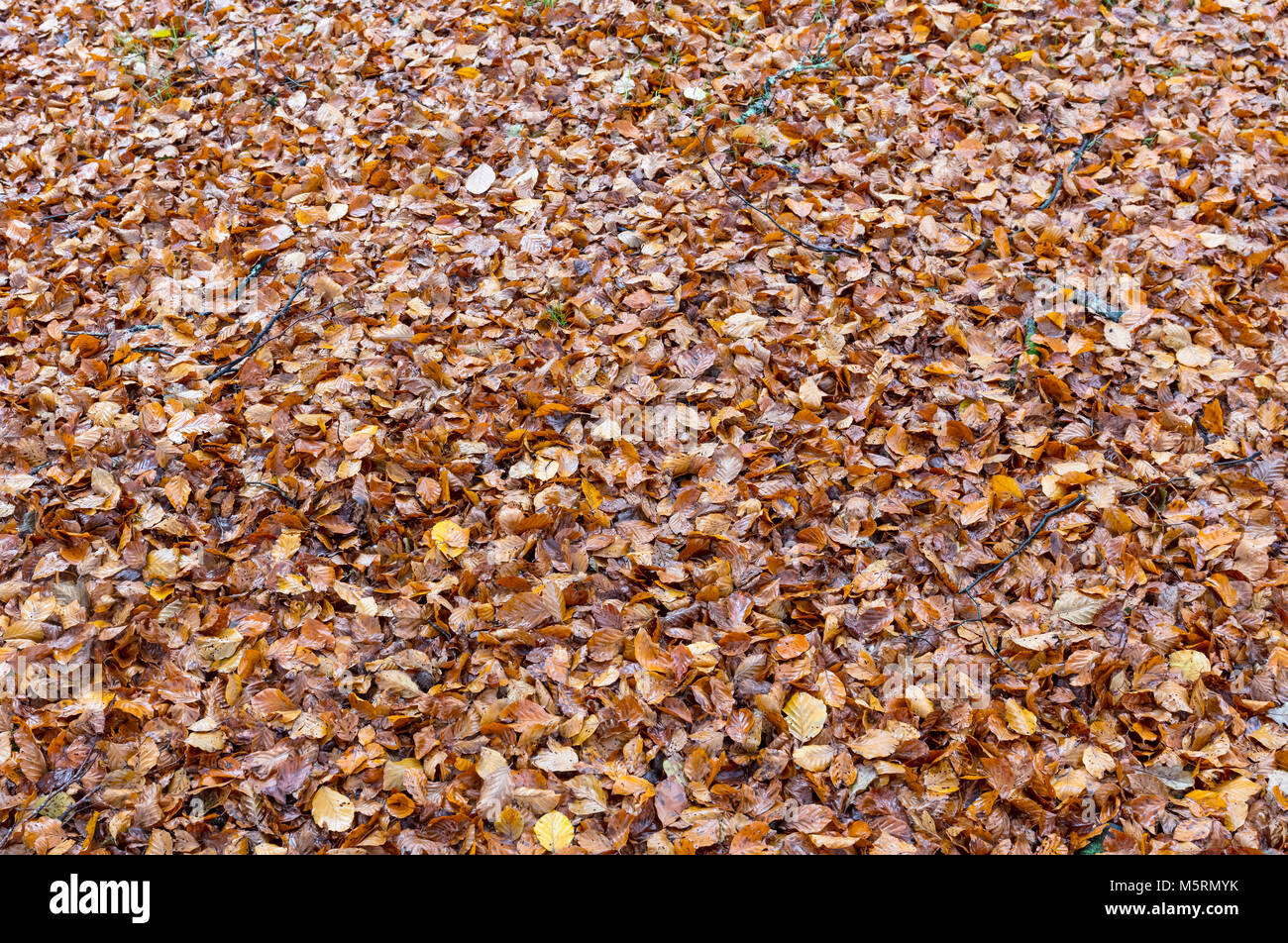 Carpet of Beech Tree leaves, Autumn, New Forest, Hampshire, Winter, UK England Stock Photo