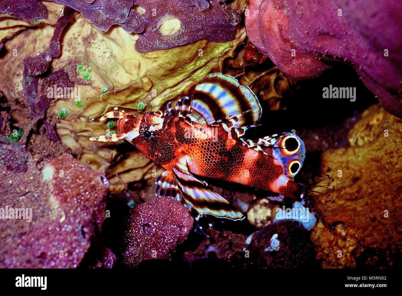 This species (Dendrochirus biocellatus: 12 cms.) has the common names of dwarf lionfish, ocellated lionfish and twospot turkeyfish. It has two feeler-like tentacles in front of its mouth, a striking colourful pattern on its pectoral fins and a pair of spots on its dorsal fin. Its spines are highly venomous. It feeds nocturnally on small fish and crustaceans. It is rare to find it during the day (as in this instance) as it is inclined to shelter in coral crevices. This individual had chosen to rest in full sight on a very life-rich part of the reef. Photographed in Balinese waters, Indonesia. Stock Photo