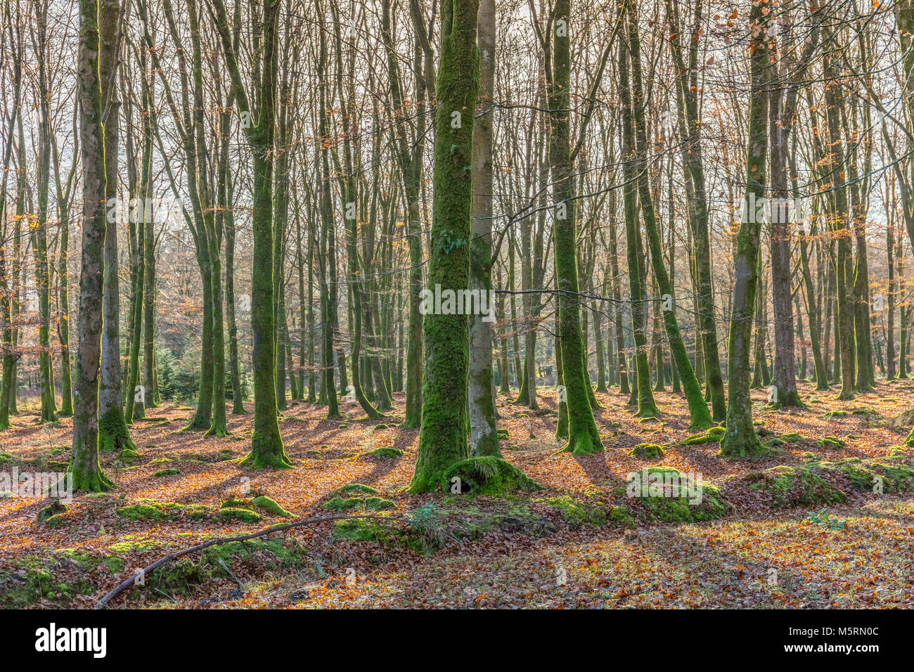 Backlit Trees, Autumn, New Forest, Hampshire, Winter, UK England Stock Photo