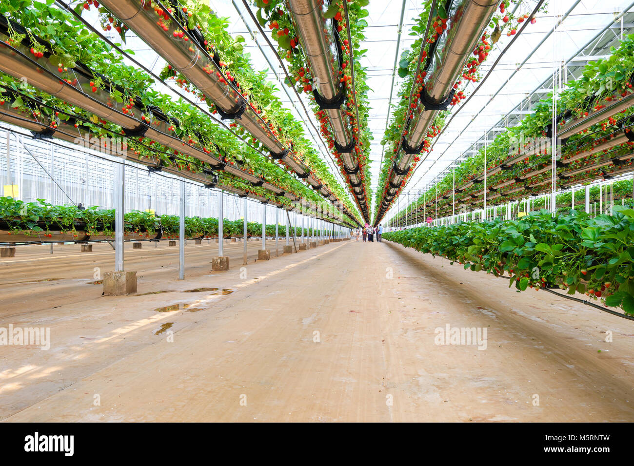 CHIANGMAI, THAILAND - February 12 : Smart agriculture technology trend and  internet of things (iot), vertical farming concept. Strawberry chang tnk  farm. February 12 2018 in CHIANGMAI , THAILAND Stock Photo - Alamy