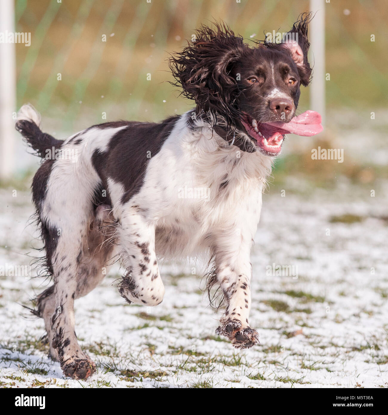 Norfolk , England , Uk. 26th February 2018. Sid the Springer Spaniel having fun in the first bit of snow. Credit: Tim Oram/Alamy Live News Stock Photo