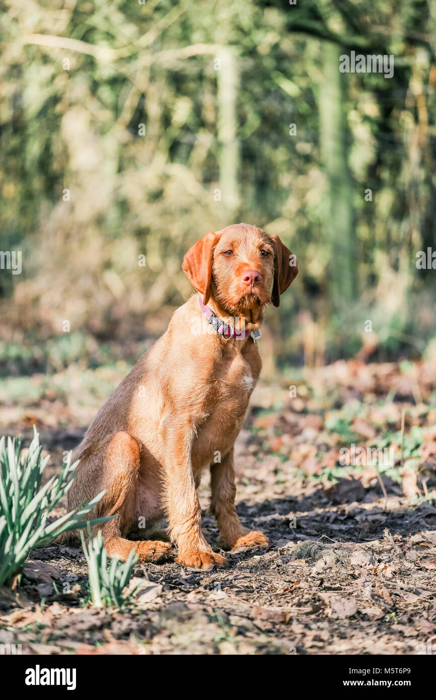 4 Month Old Wirehaired Hungarian Vizsla Puppy Stock Photo