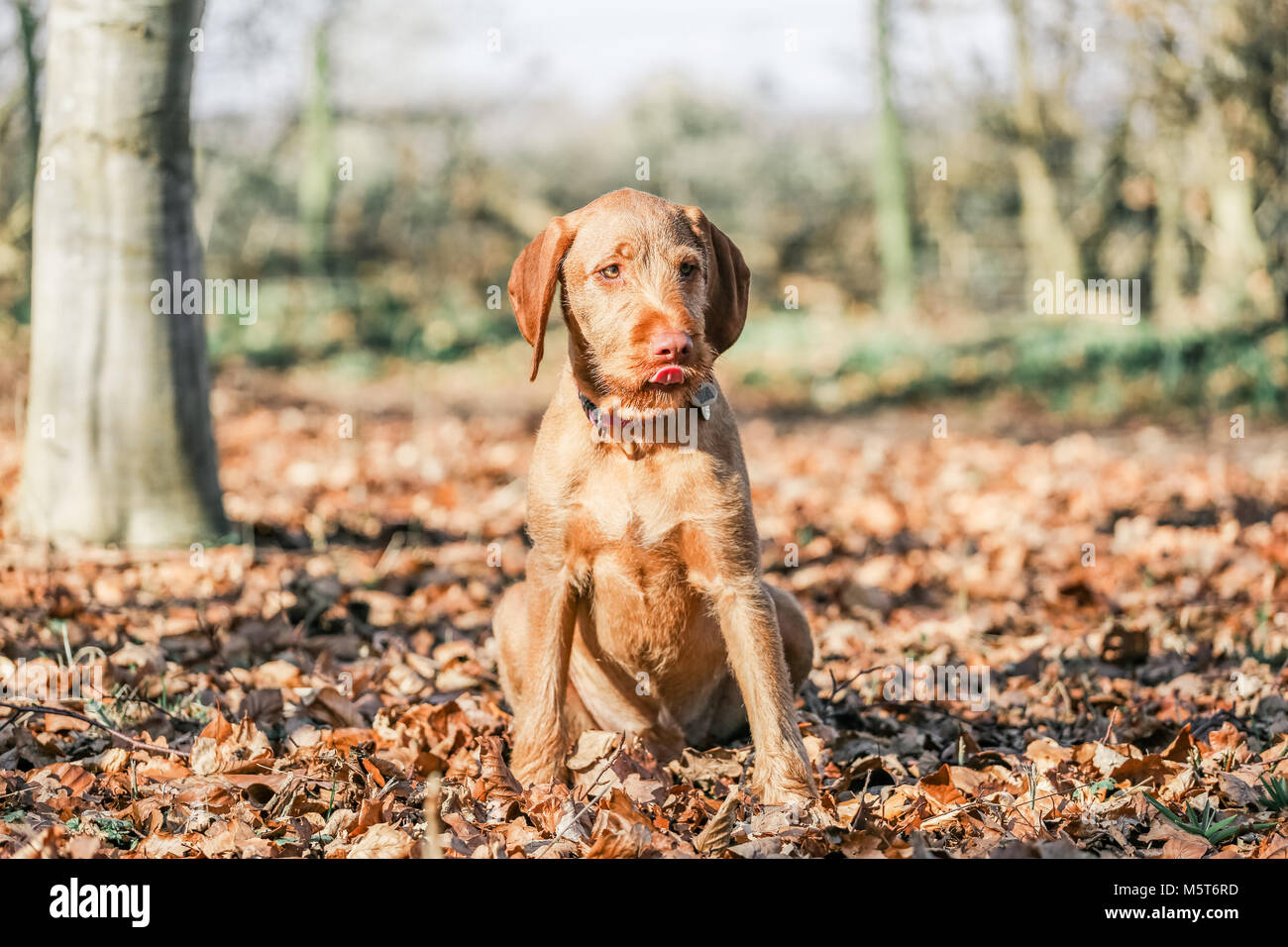 4 month old vizsla sales
