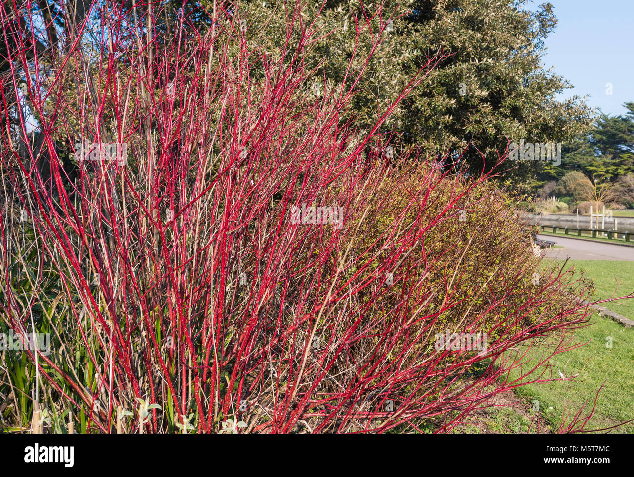 Bright red colourful stems of a Cornus alba 'Sibirica' (Siberian dogwood) plant in Winter in Southern England, UK. Stock Photo