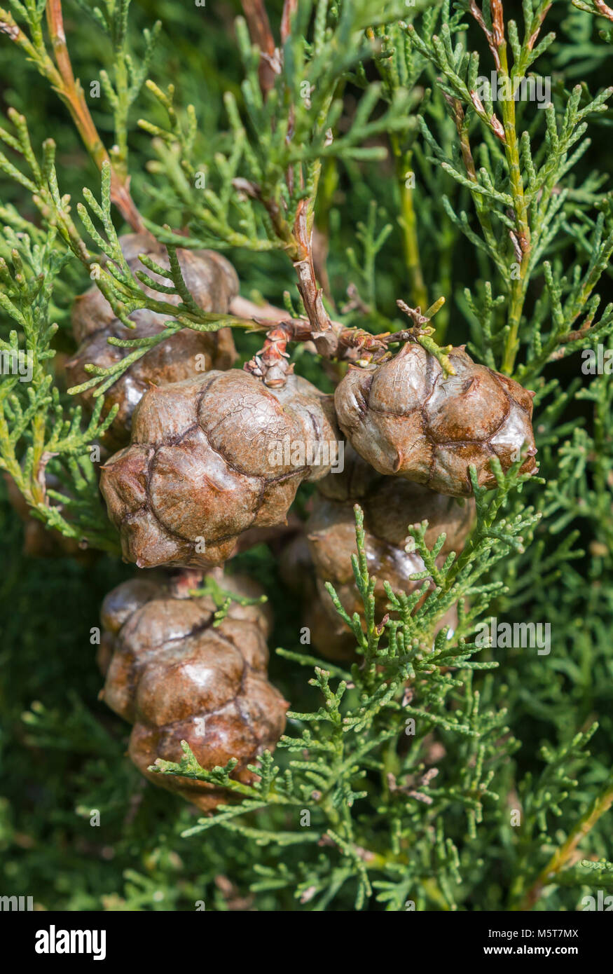 Closeup of cones growing on a Leyland cypress (Cupressus x leylandii) tree in Winter in Southern England, UK. Stock Photo
