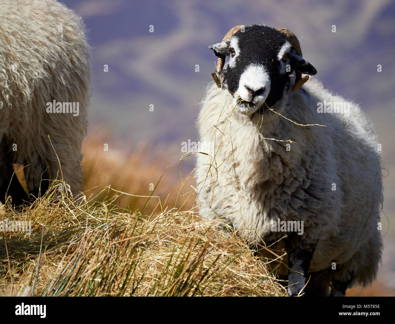 Sheep grazing on open ground in the mountains, hills of the English countryside. Livestock, hill farming. Stock Photo
