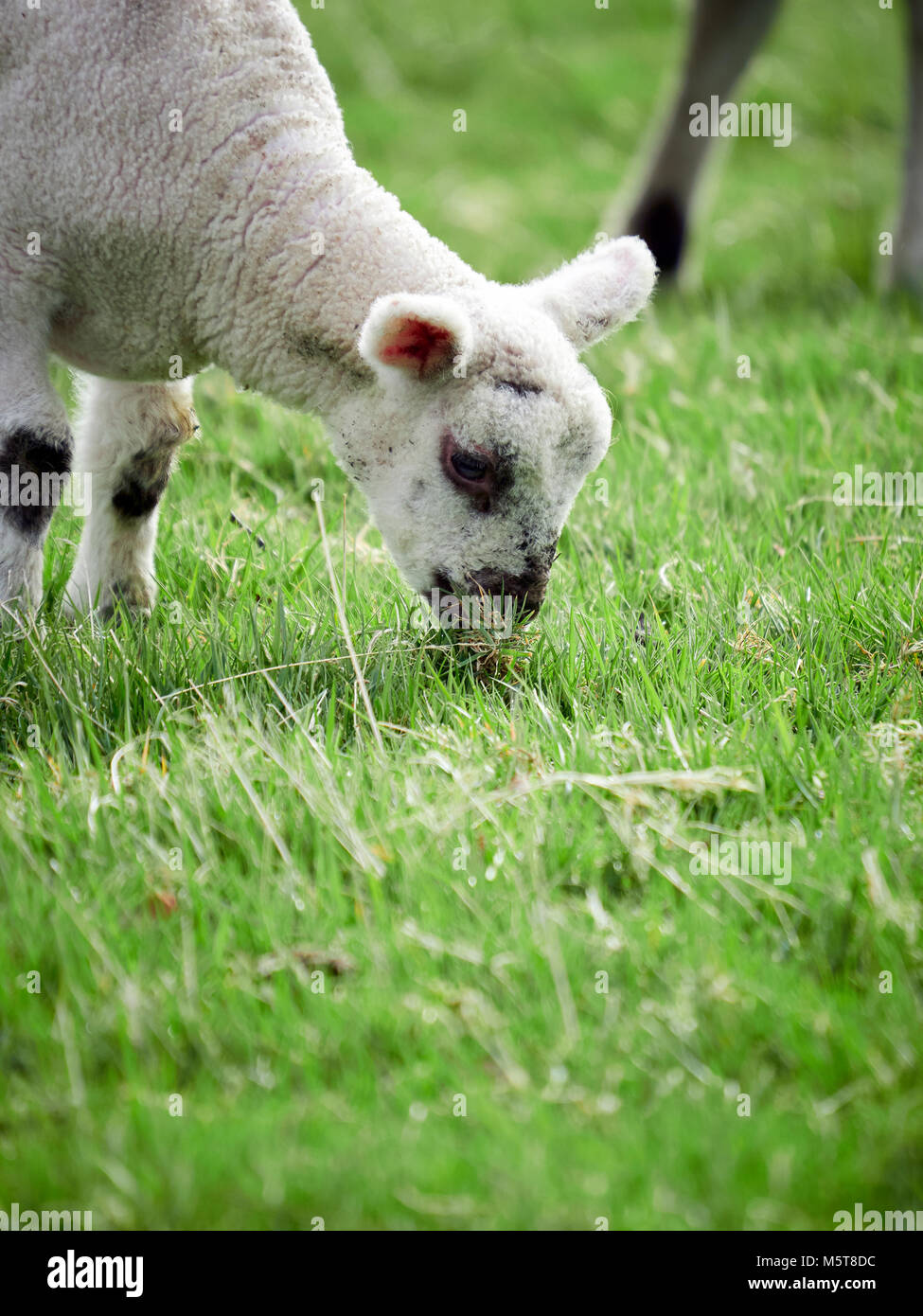 Sheep with their young lambs in a green field in springtime in the English countryside. Livestock, hill farming. Stock Photo