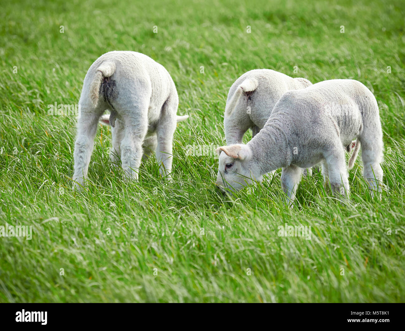 Sheep with their young lambs in a green field in springtime in the ...