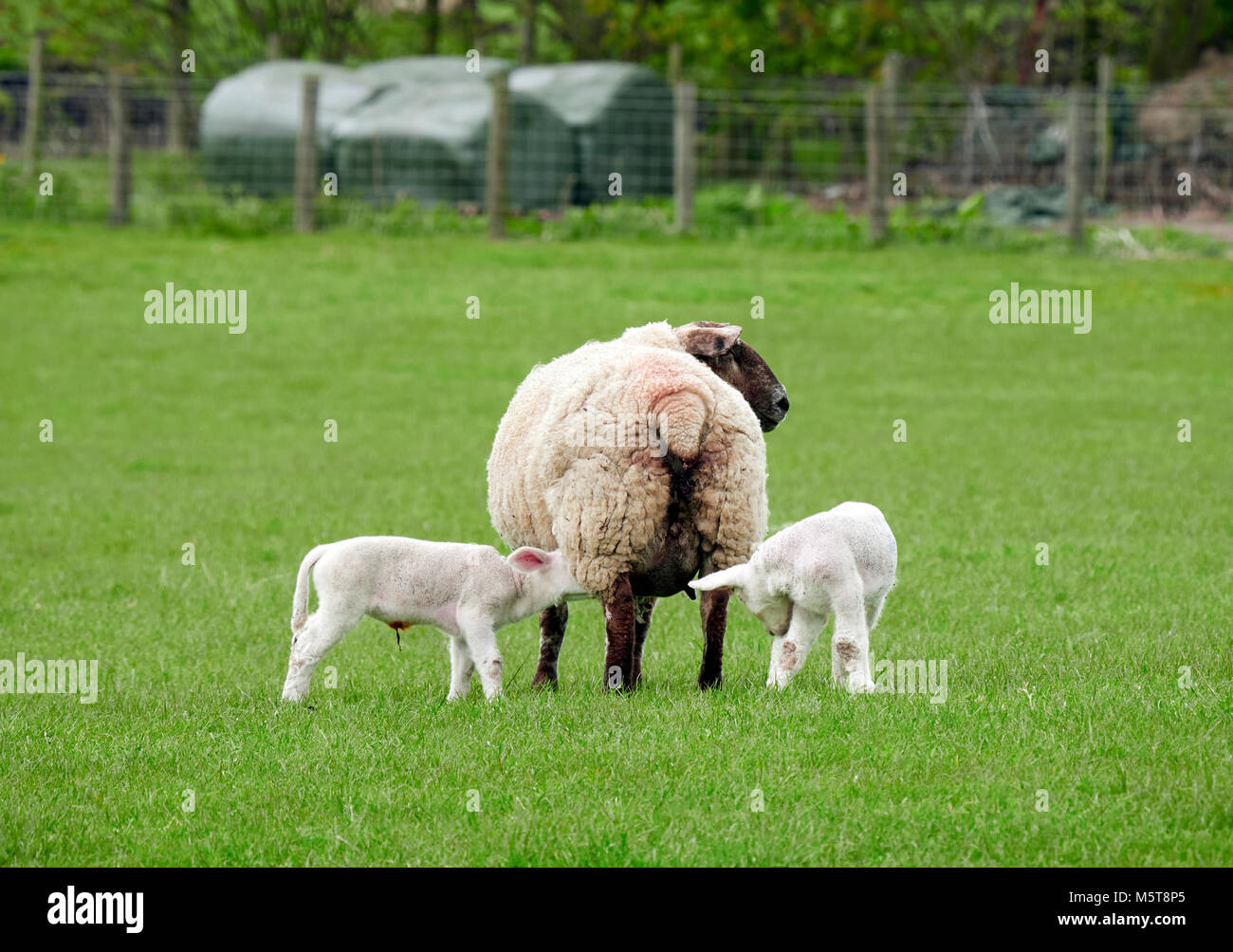Sheep with their young lambs in a green field in springtime in the ...