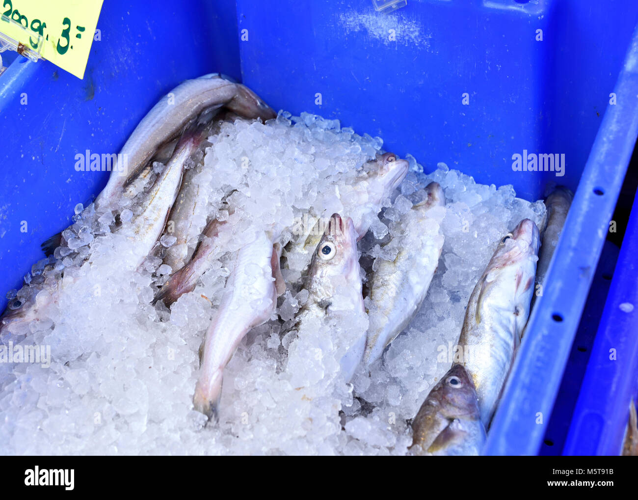 Fresh, raw hake or fresh fish on a market stall. Fish market with ice