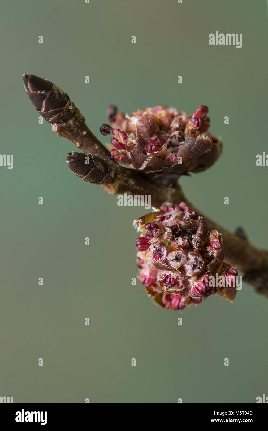 Close up of 2 wych elm flowers Stock Photo