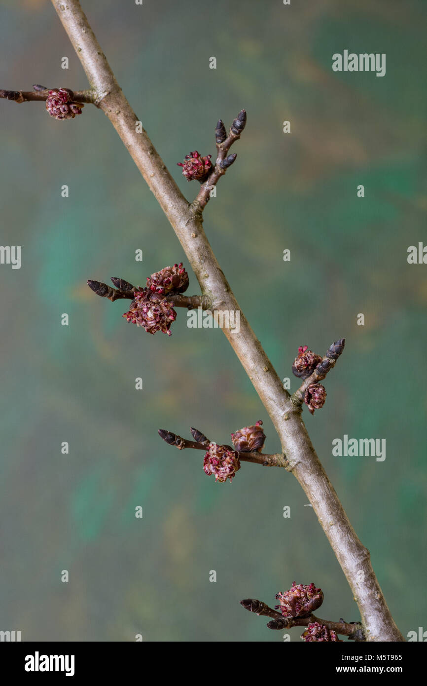 Elm twig showing flowers spaced along the former leaf nodes Stock Photo