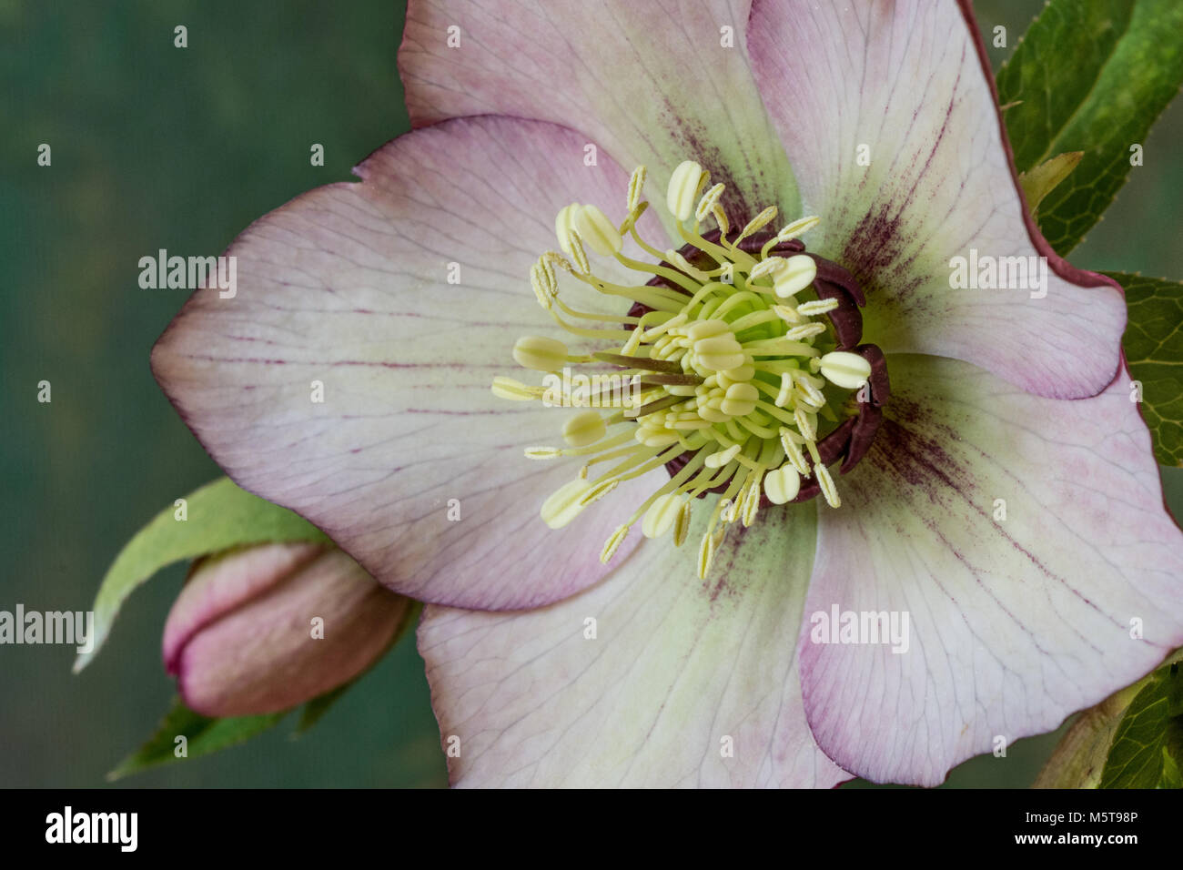 Close up of the centre of the flower of a pale pink hellebore Stock Photo