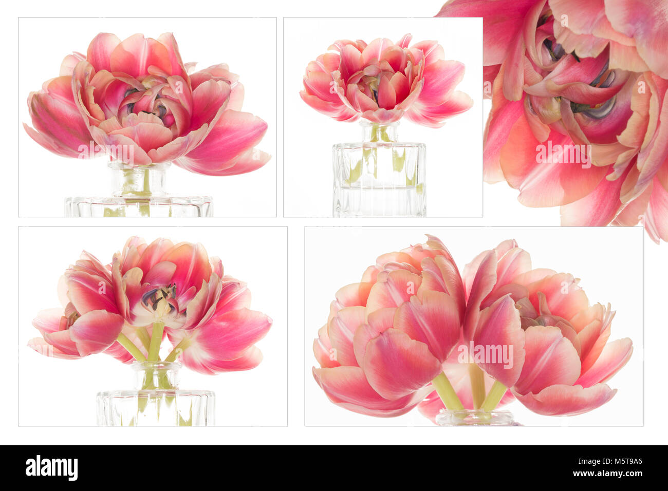 Composite (4 full-res images) tulip flowers arranged in a glass vase Stock Photo