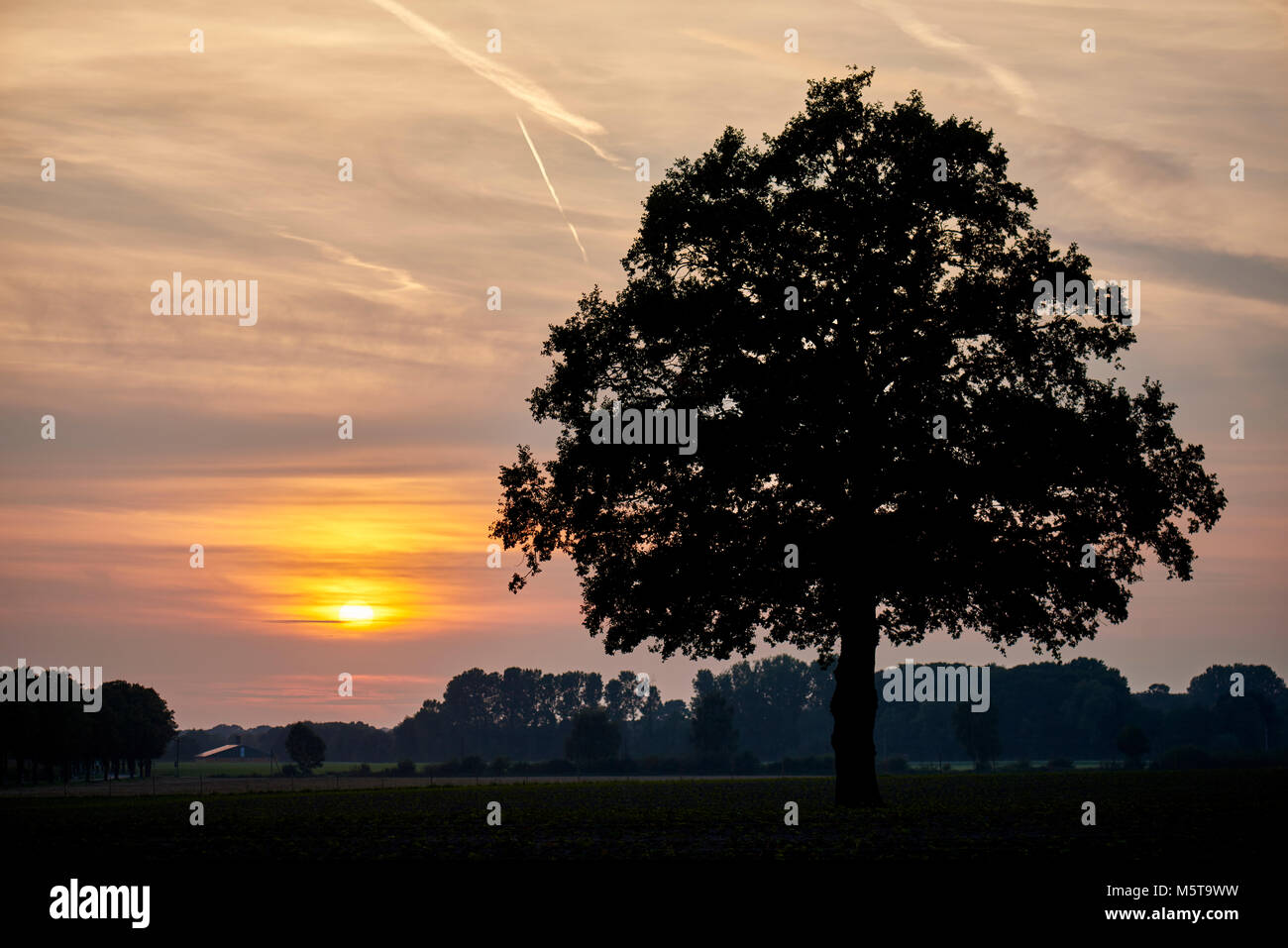 Eiche im Sonnenuntergang Stock Photo