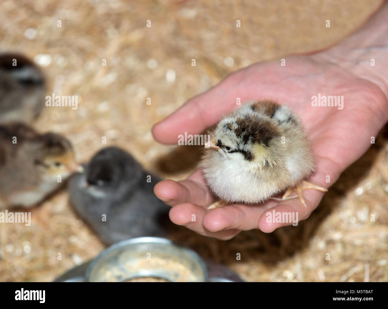 Pure breed baby chick after successful hatching on fresh straw Stock