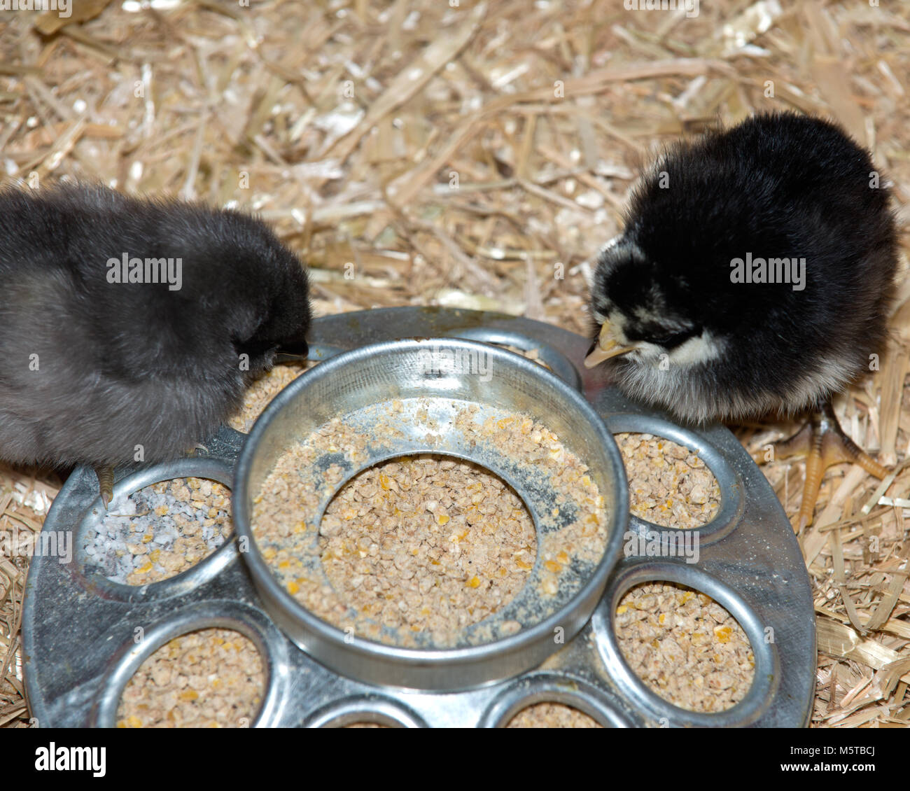 Pure breed baby chick after successful hatching on fresh straw Stock