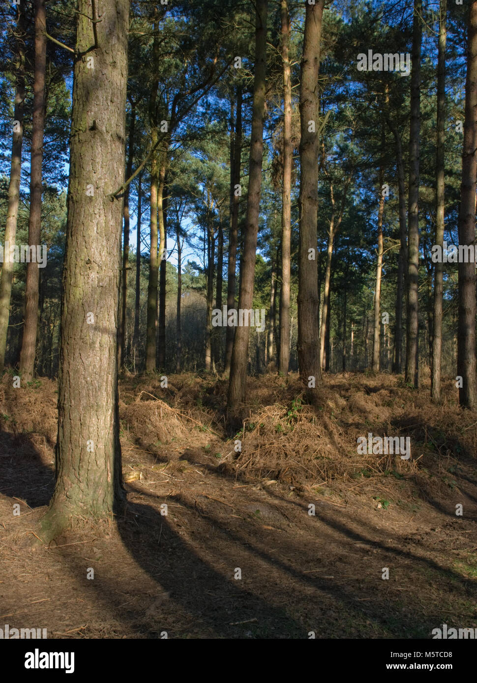 Set in the county of East Riding of Yorkshire England, Allerthorpe wood and nature reserve provides a safe eco environment for wildlife. Taken Feb 18. Stock Photo