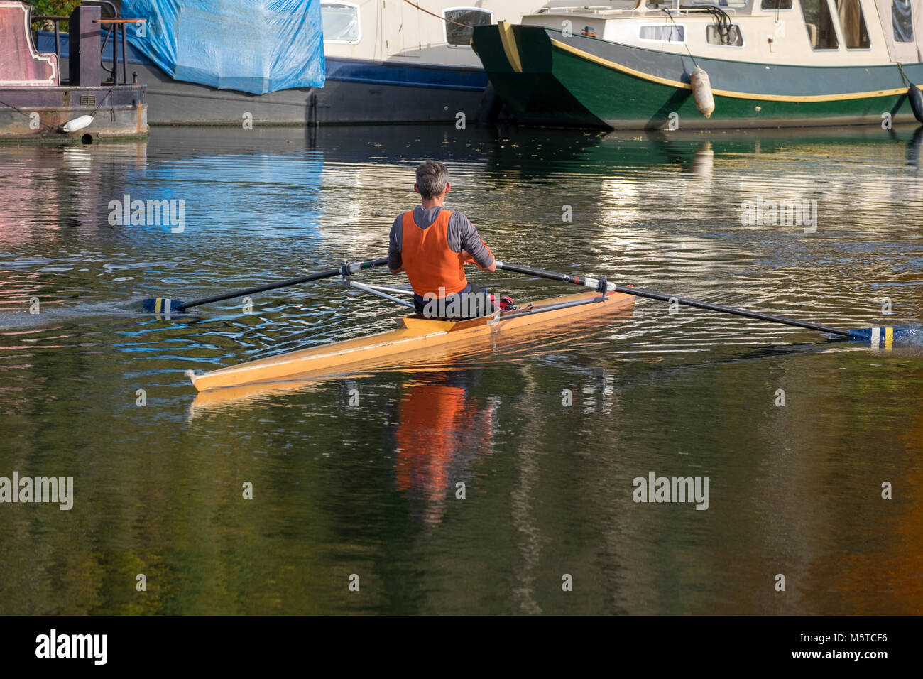 rowers on the river thames Stock Photo Alamy