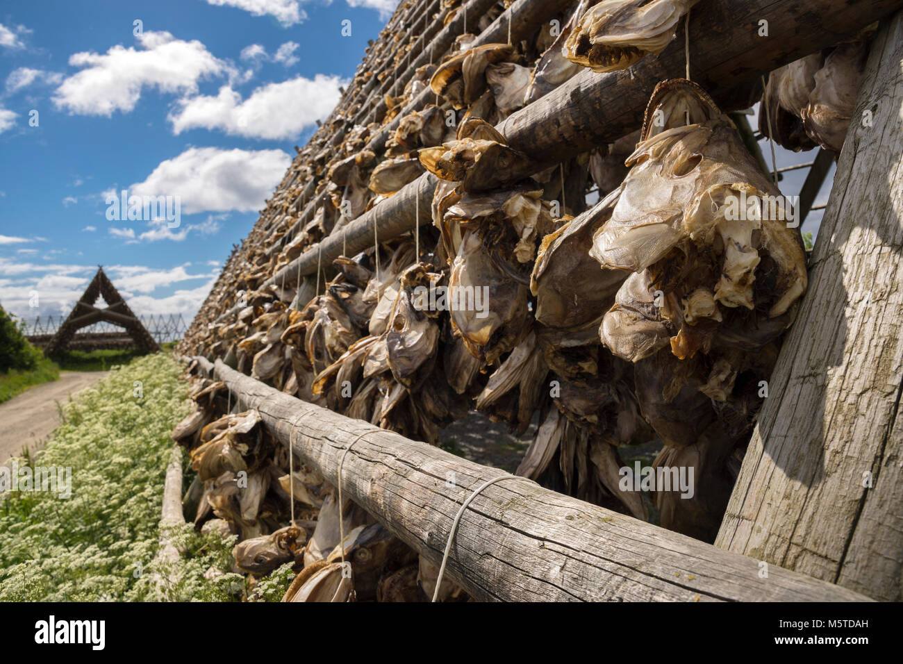overview of racks for drying stockfish in Svolvaer at Lofoten in Norway ...