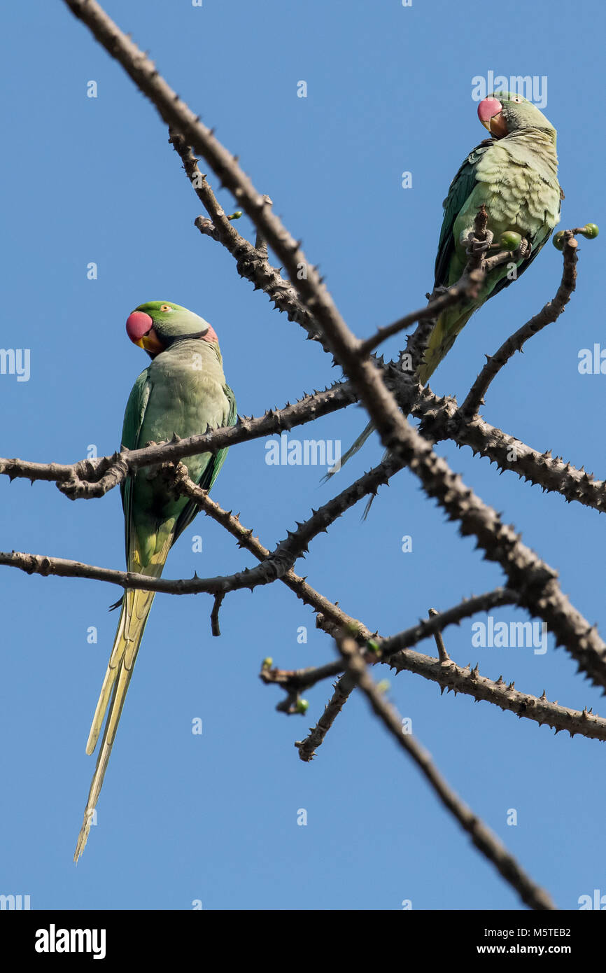 Pair of Rose Ringed Parakeet Perched on Branch of a Tree Stock Photo