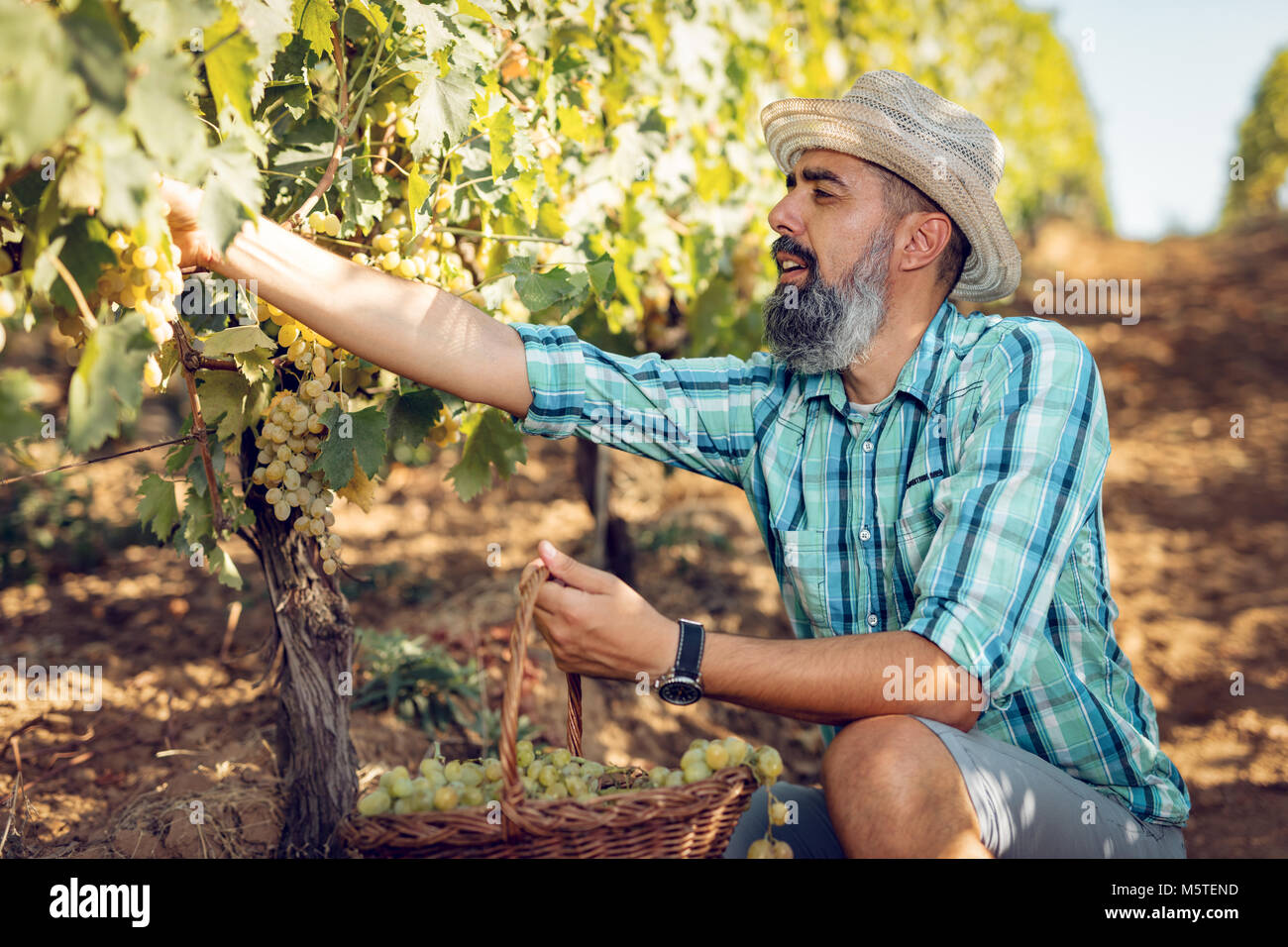 Handsome smiling winemaker with straw hat cutting grapes at a vineyard ...