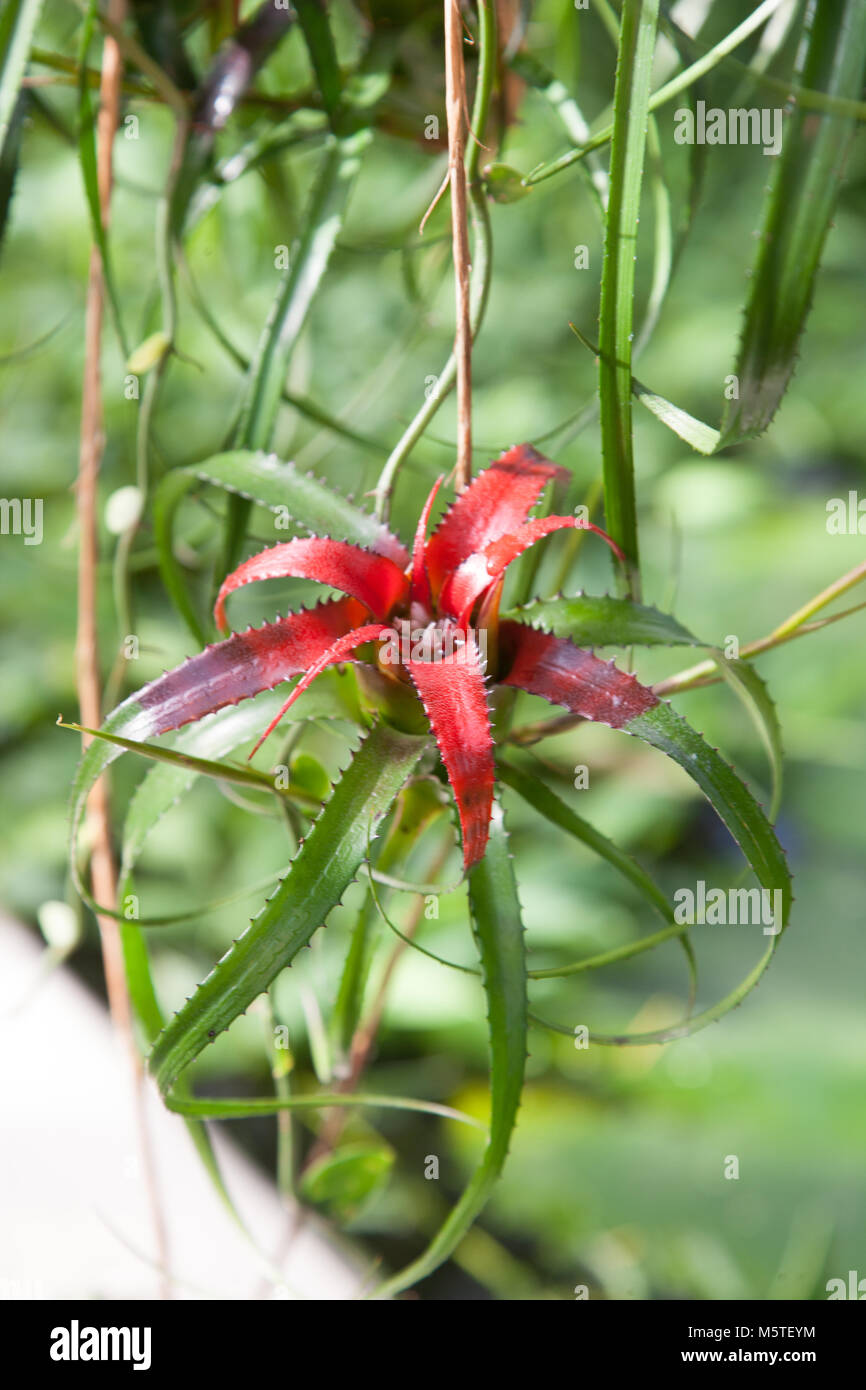 Pendant Bromeliad Neoregelia Neoregelia Pendula Var Brevifolia Stock 