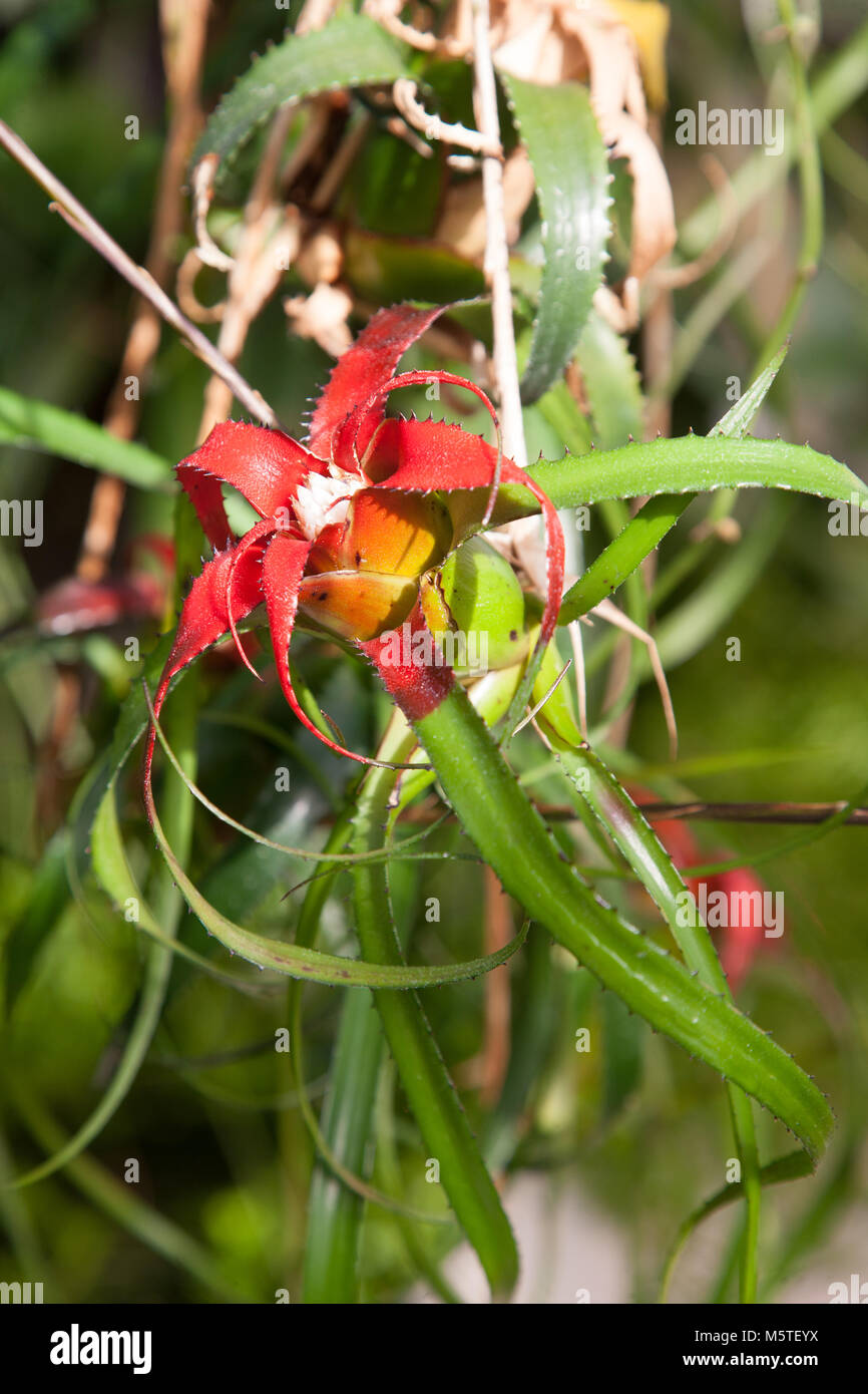 Pendant Bromeliad, Neoregelia (Neoregelia pendula var brevifolia) Stock Photo