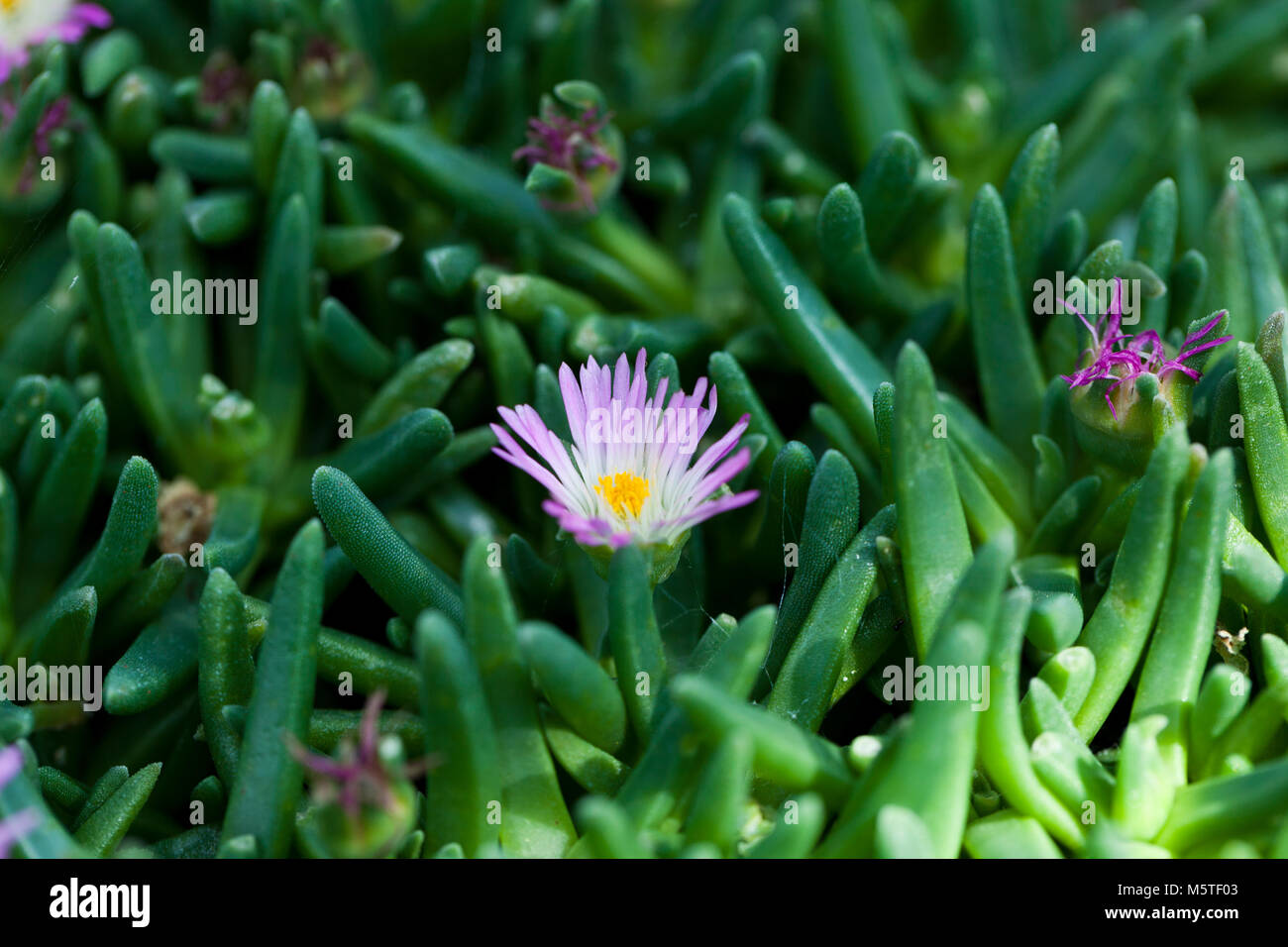 Iceplant, Mesembryanthemum harazianum (Delosperma harazianum) Stock Photo