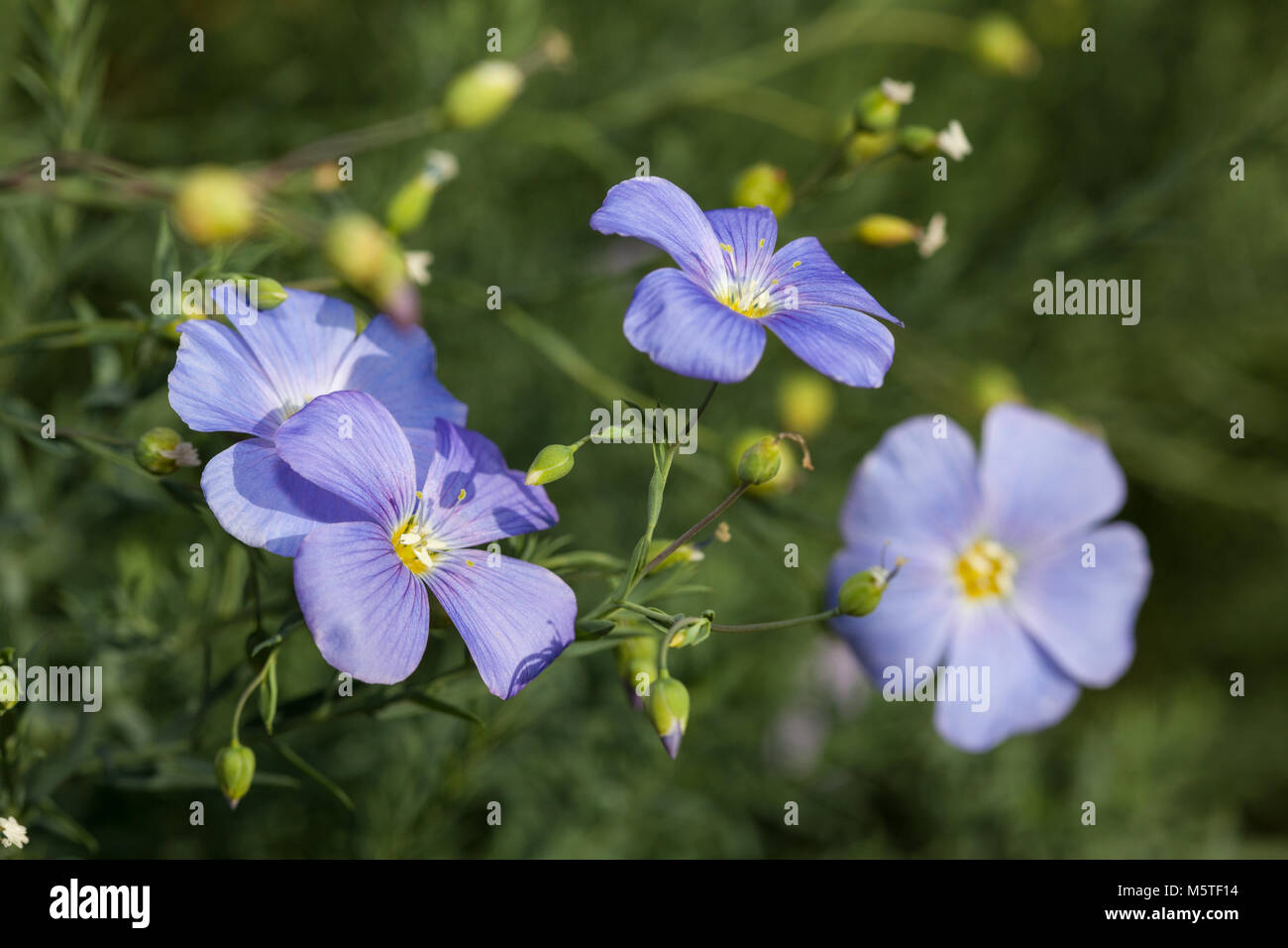 Blue Flax, Prairie flax (Linum lewisii) Stock Photo