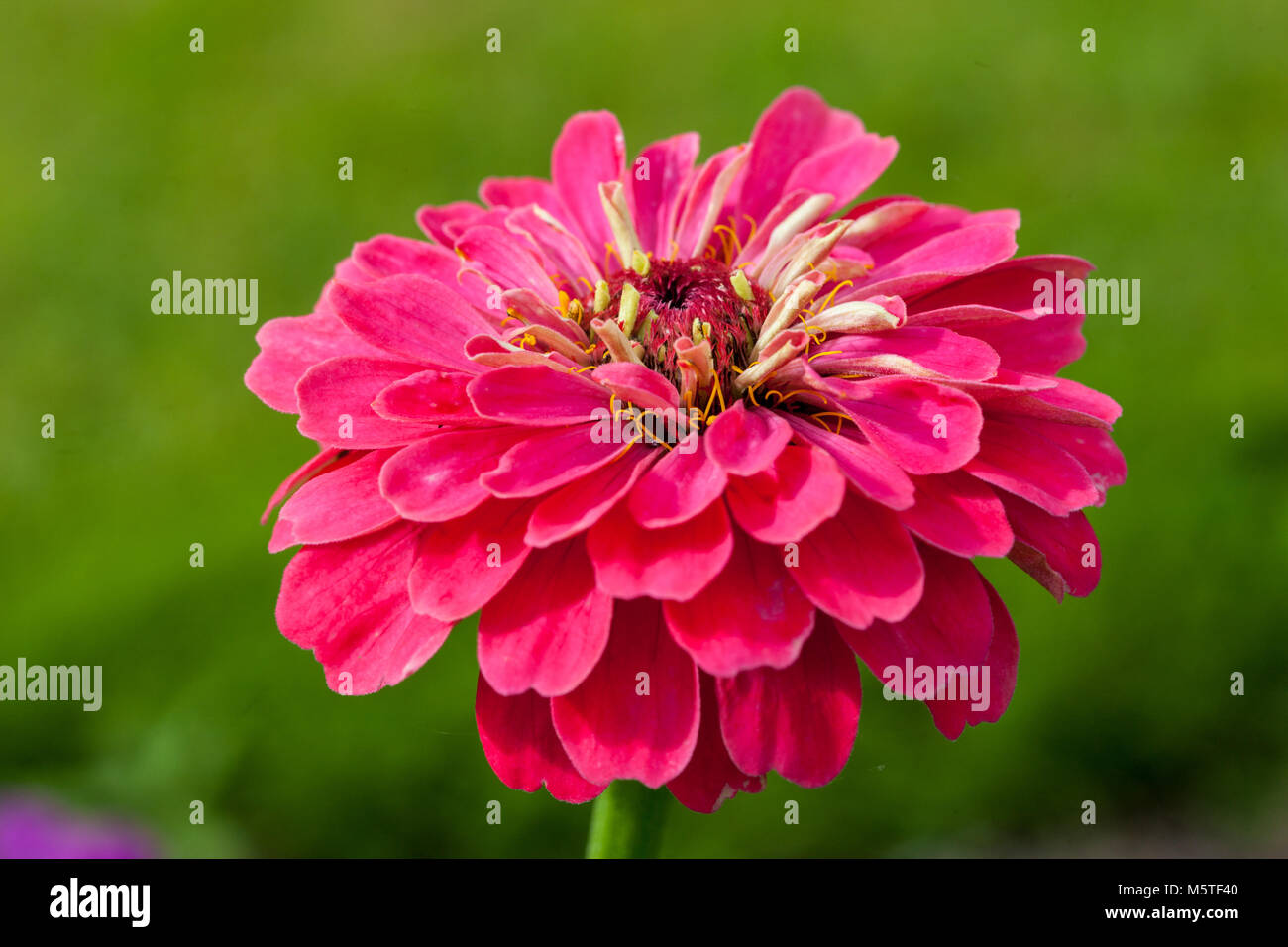 Common Zinnia, Zinnia (Zinnia elegans Stock Photo - Alamy