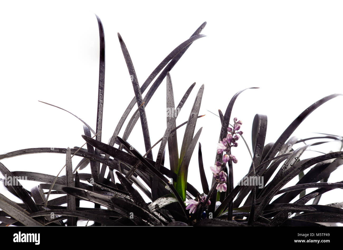 'Nigrescens' Black Mondo Grass, Mörkt ormskägg (Ophiopogon planiscapus) Stock Photo