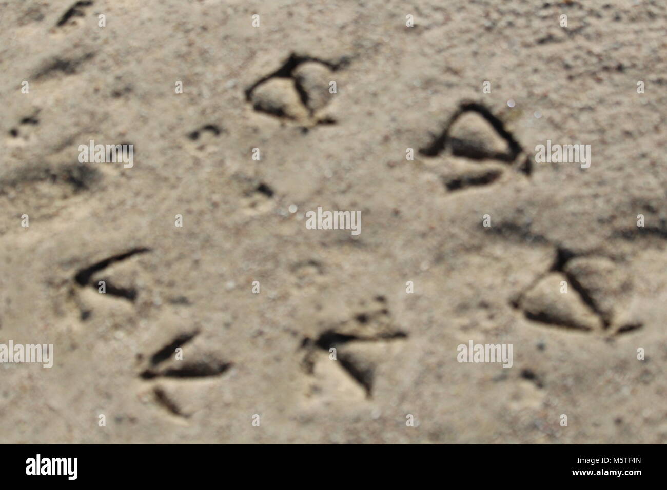 『3年保証』 The trace hi-res stock photography and images - Page 89 - Alamy その他