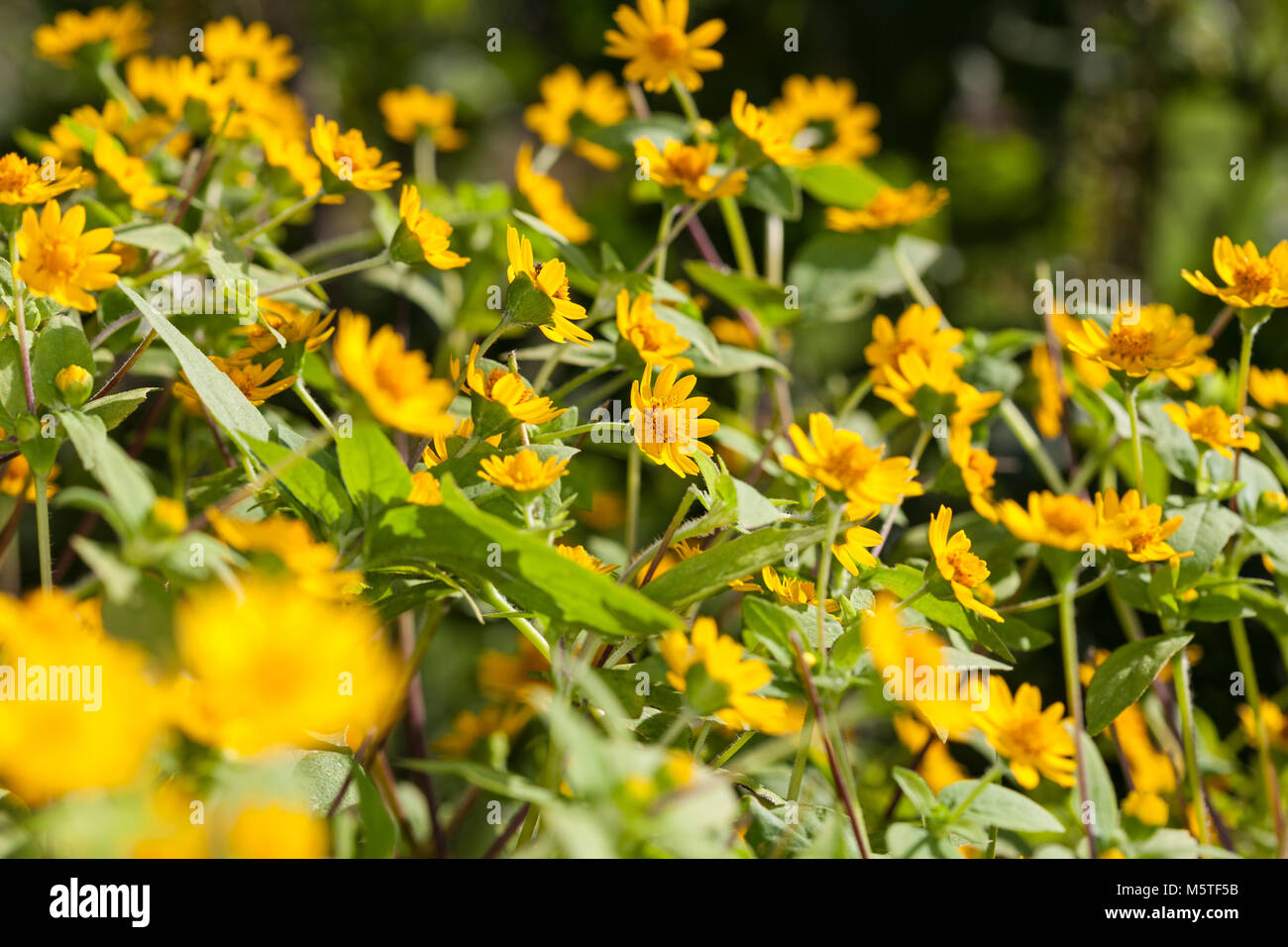 Butter Daisy, Medaljongblomster (Melampodium paludosum Stock Photo Alamy