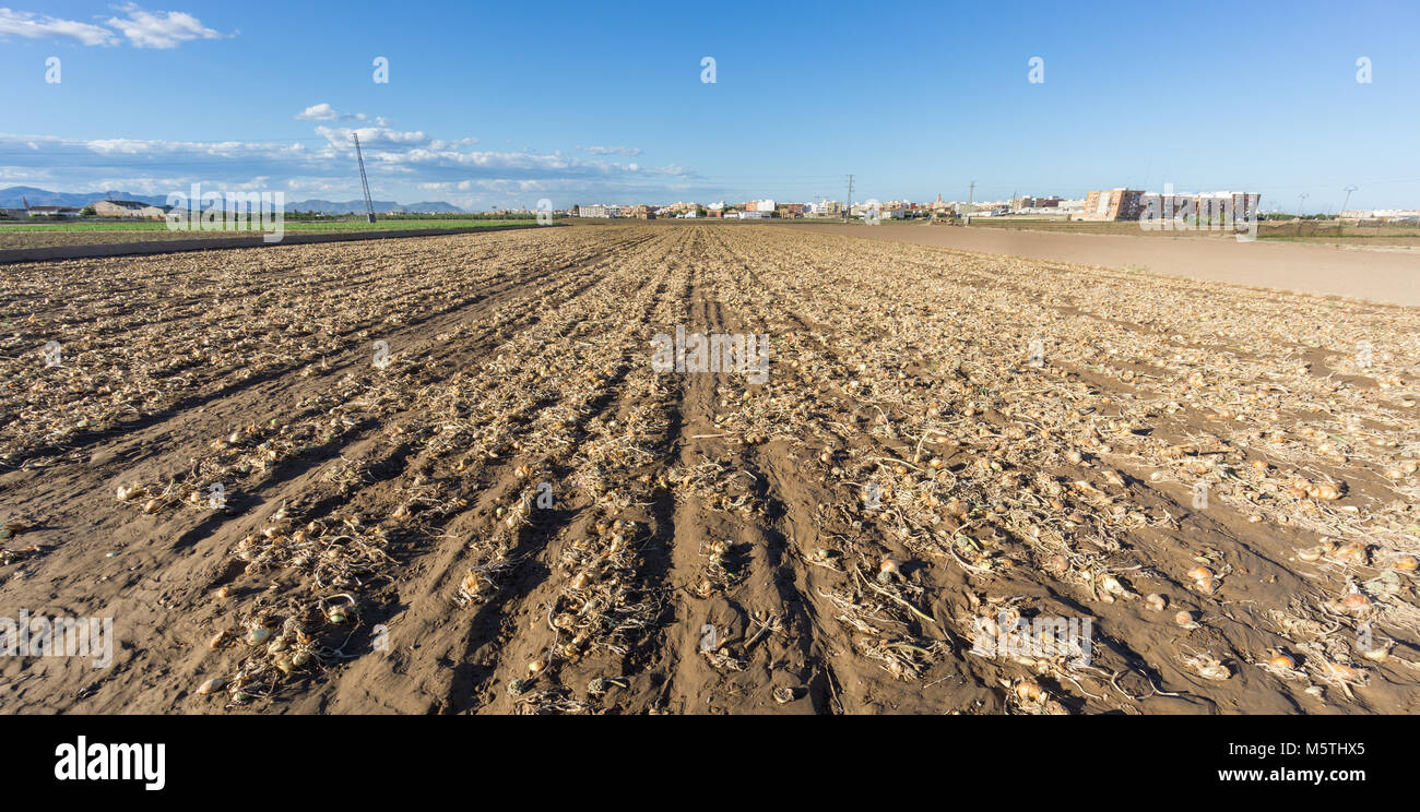 Mature Yellow Onion Field High Resolution Stock Photography and Images ...
