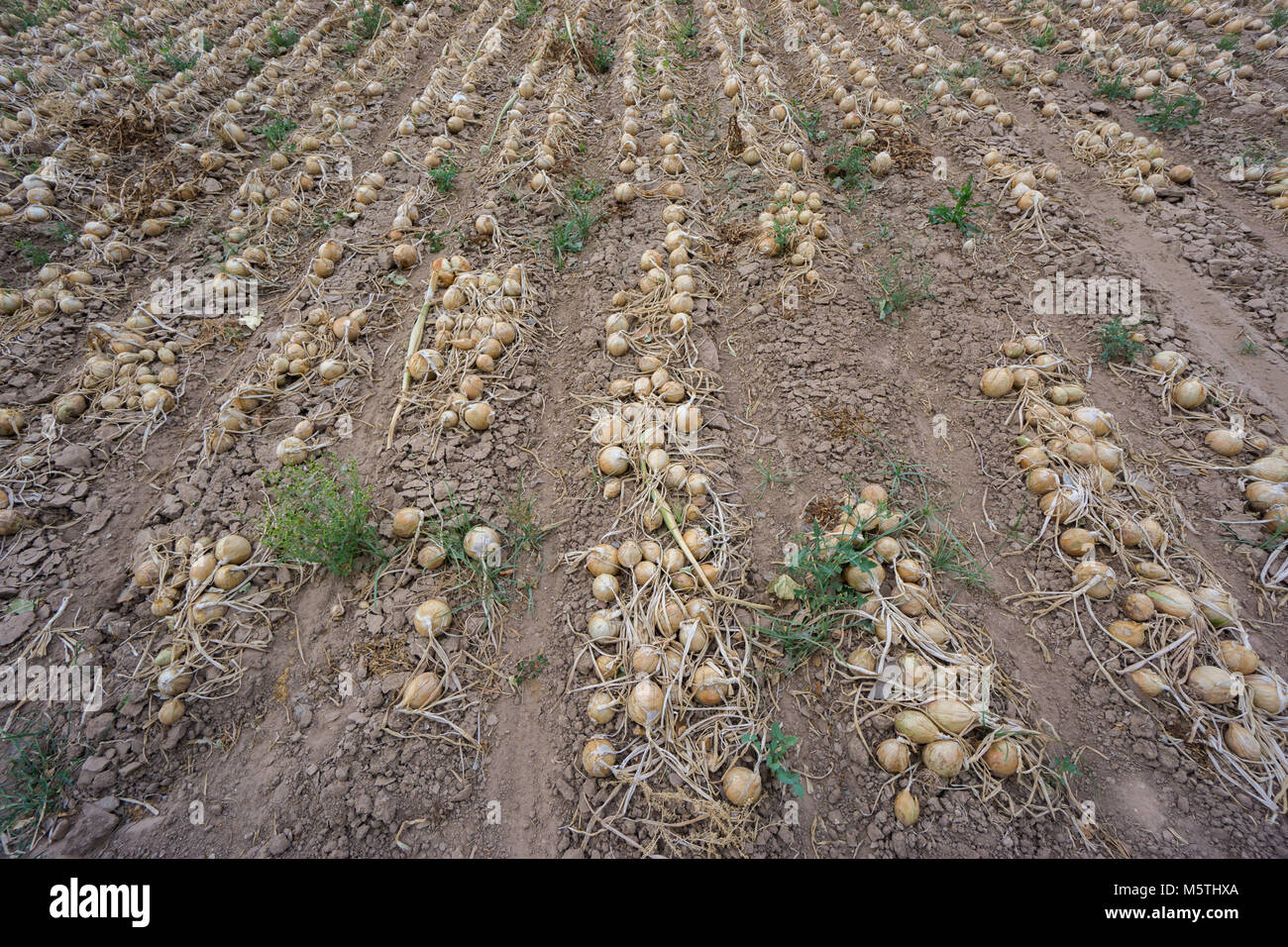 Mature Onion Field High Resolution Stock Photography and Images - Alamy