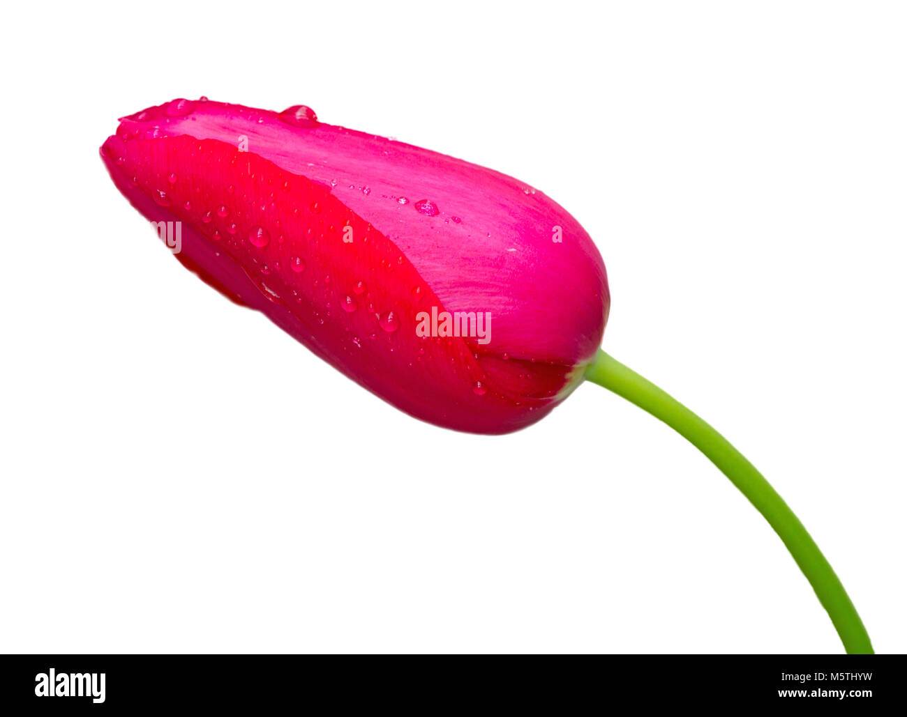 closeup of rose tulip on white background Stock Photo - Alamy