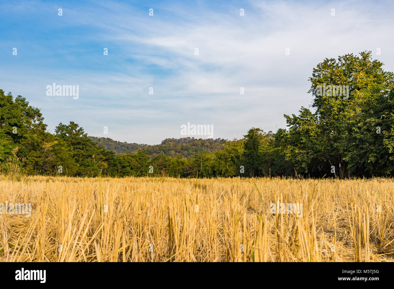 Landscape of Rice straw bales on rice field after collecting season ...