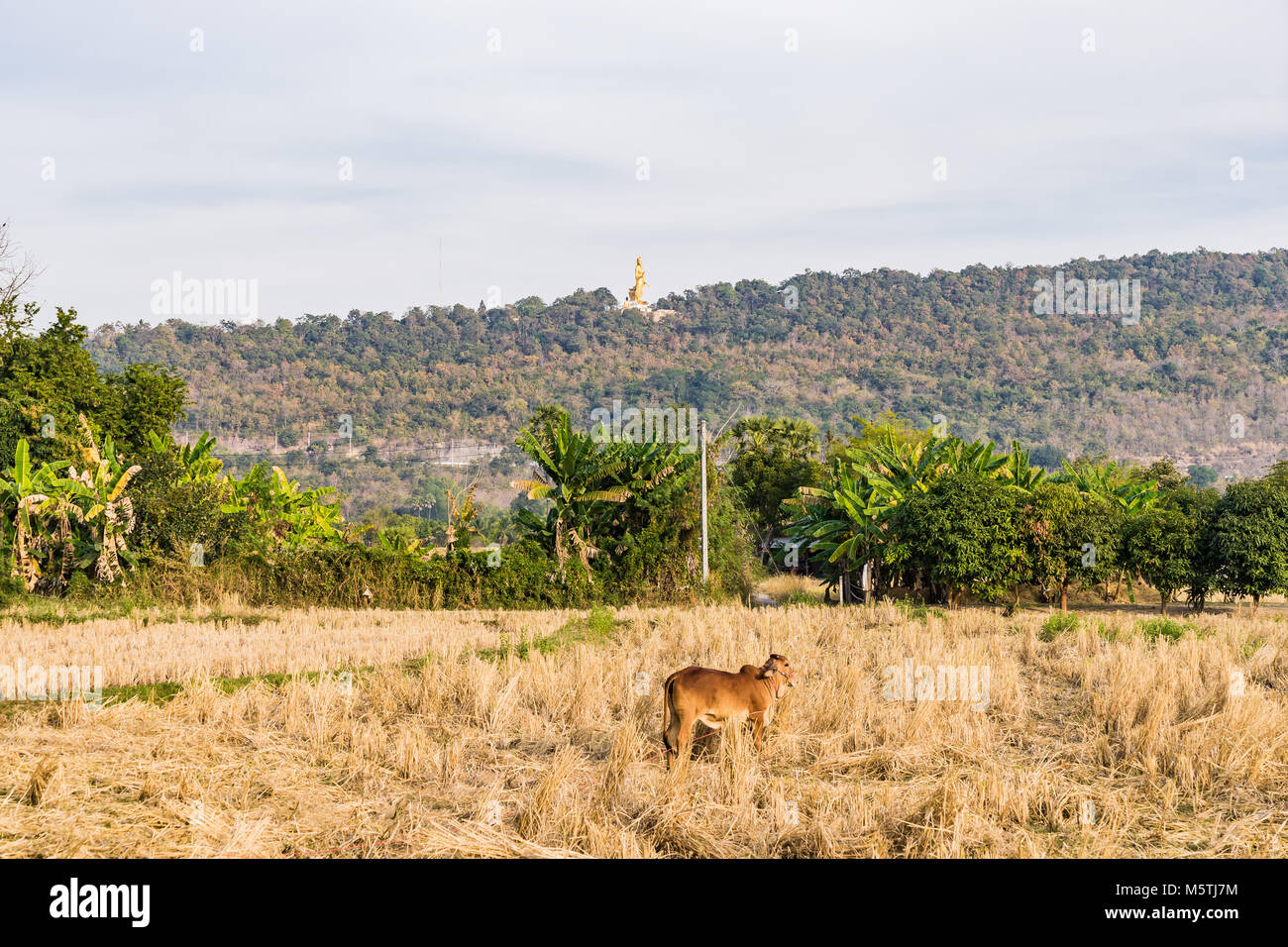 Collecting rice straw hi-res stock photography and images - Alamy