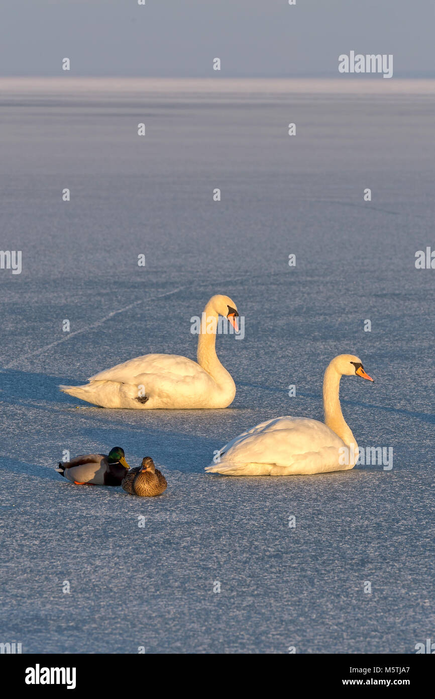 Mute swans and wild ducks on the ice of lake Balaton in Hungary Stock Photo