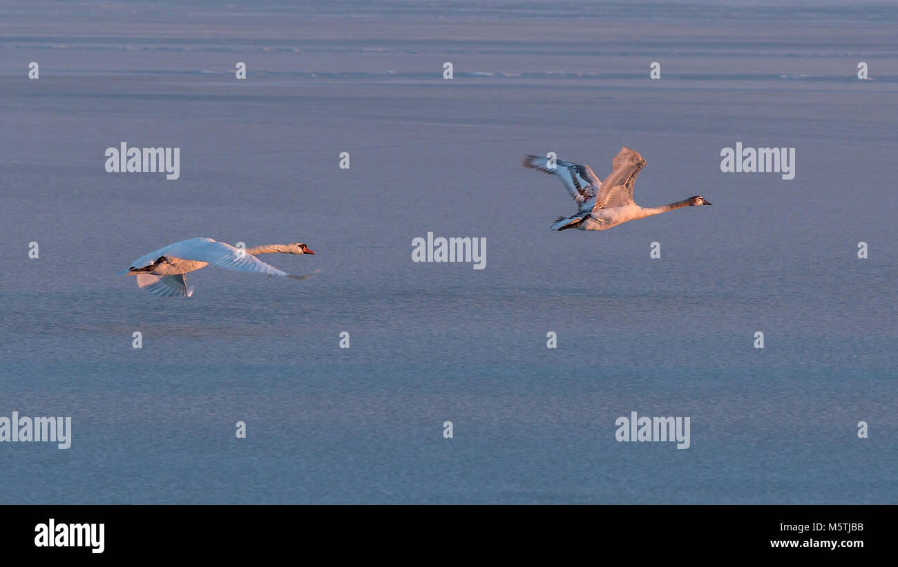 Mute swans flying over the lake Balaton in winter Stock Photo