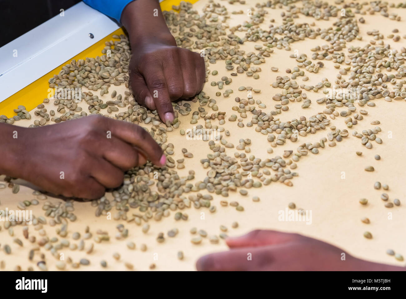 Close up of workers in a coffee bean factory, Raw Coffee Bean sorting