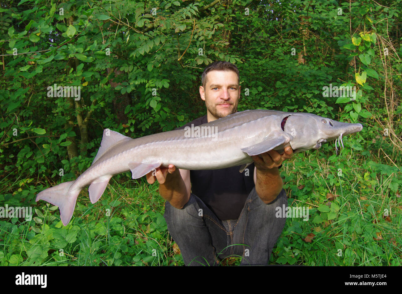 fishing scene, catch of fish, happy fisherman holding a beautiful sturgeon Stock Photo