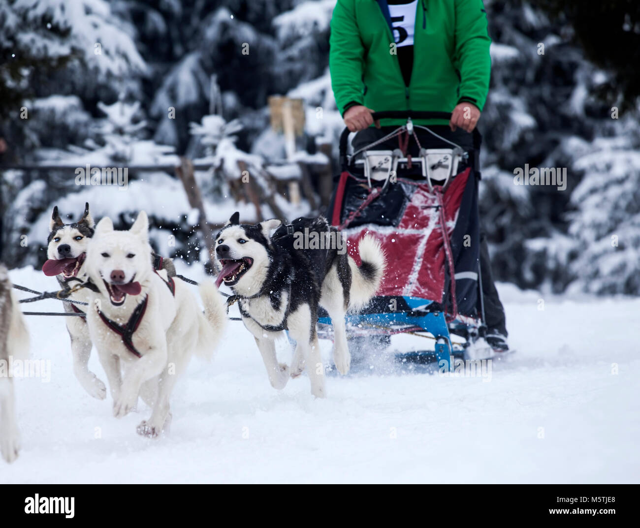 Dogsledding with huskies Stock Photo Alamy